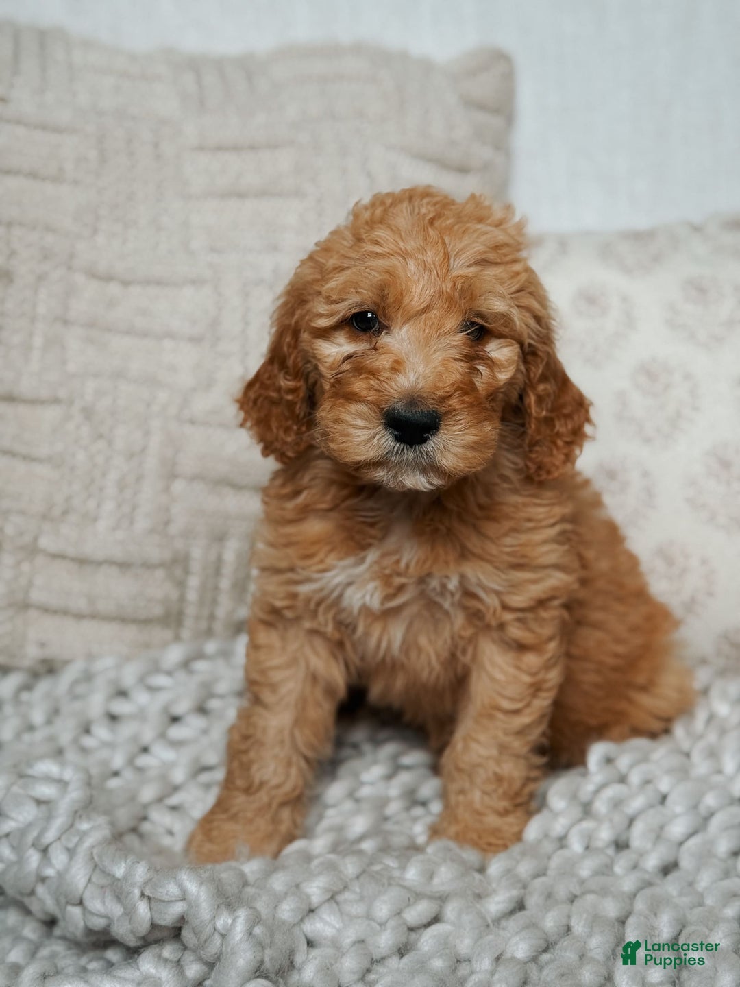 Goldendoodle dogs for sale: Chuck Bass - Image 7
