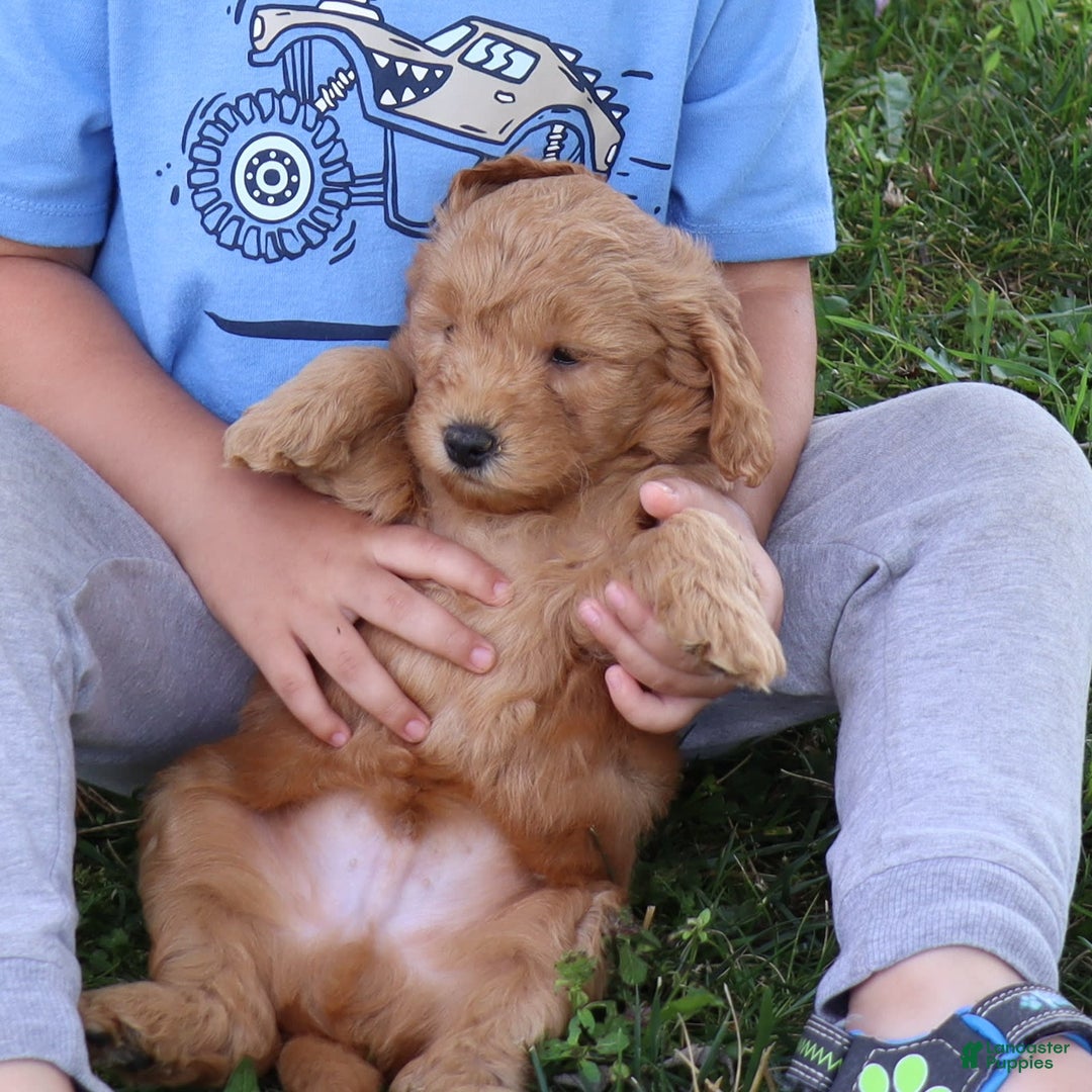 Mini Goldendoodle dogs for sale: Aubrey - Image 2