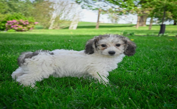 Bichpoo dogs for sale - Ad 5