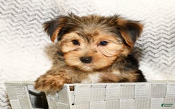 Yorkshire Terrier dogs for sale: Frisky - Image 2