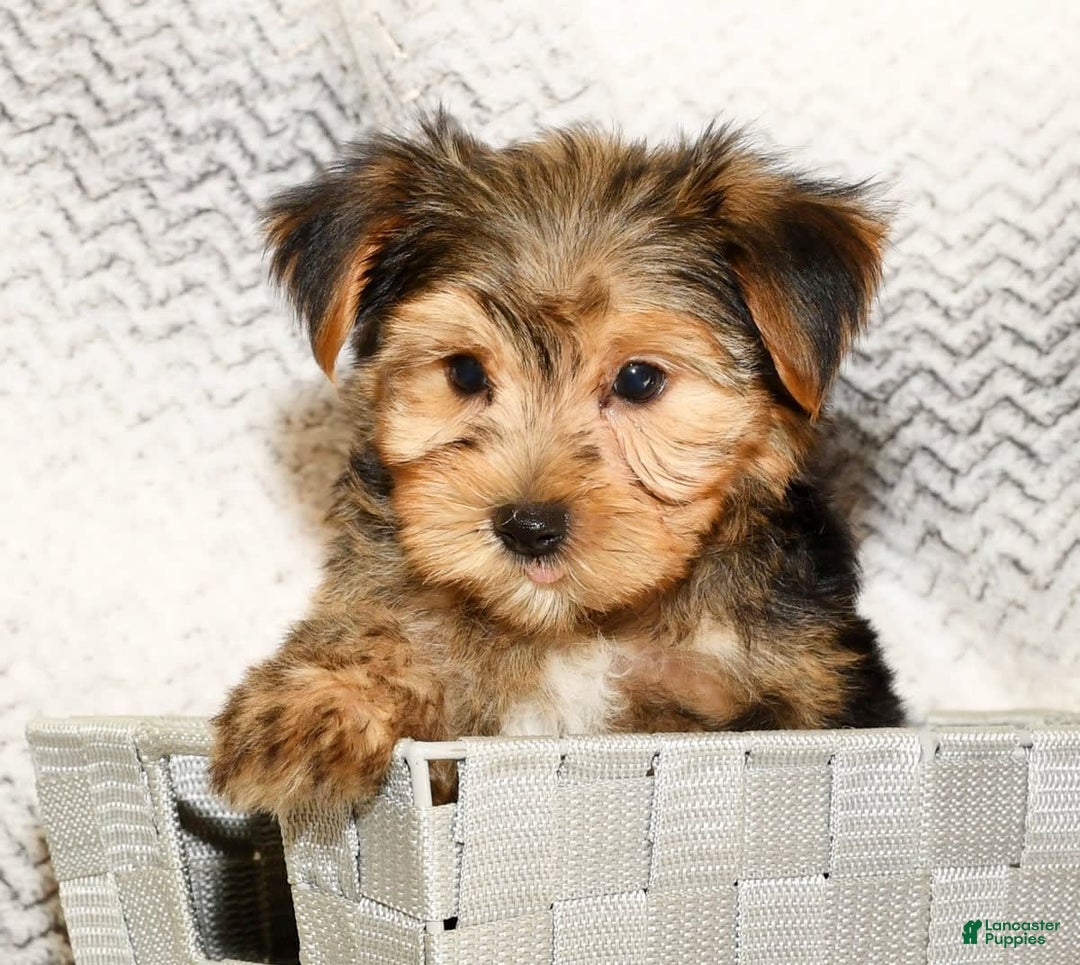 Yorkshire Terrier dogs for sale: Frisky - Image 2