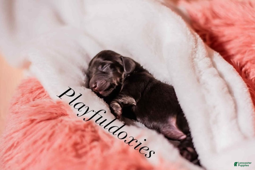 Miniature Dachshund dogs for sale: Black And Tan Girl - Image 6