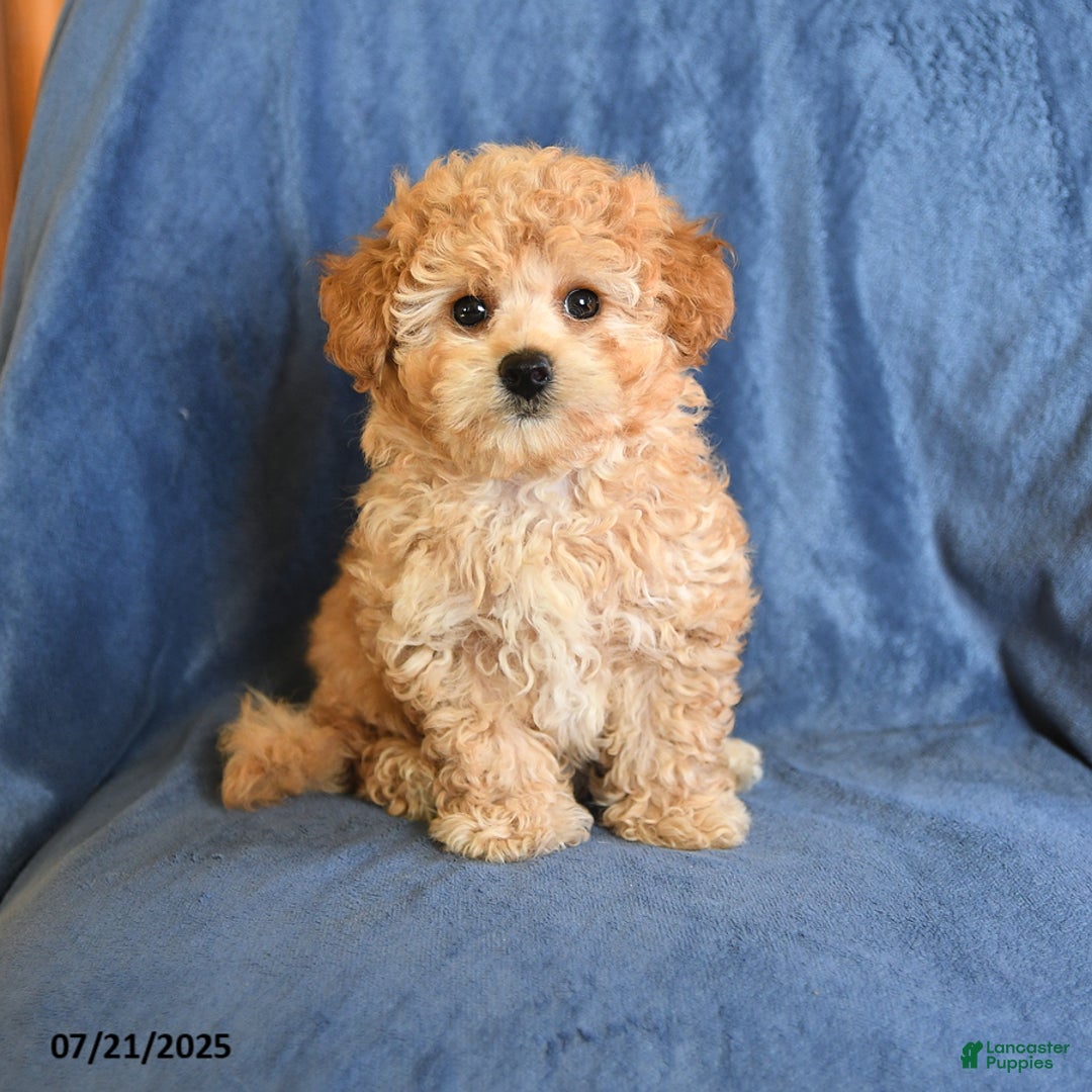 Maltipoo dogs for sale: Duane - Image 4