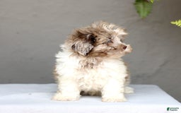 Shihpoo dogs for sale: Daryl - Image 4