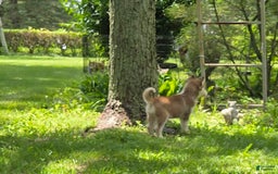 Siberian Husky dogs for sale: Concord - Image 2