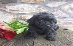 Toy Poodle dogs for sale: Hanna - Image 1