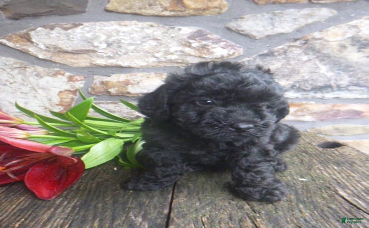 Toy Poodle dogs for sale - Ad 1