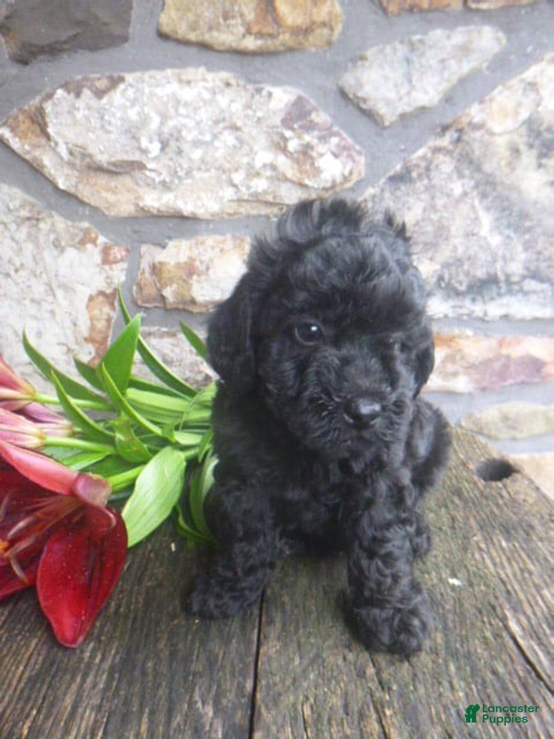 Toy Poodle dogs for sale: Hanna - Image 1