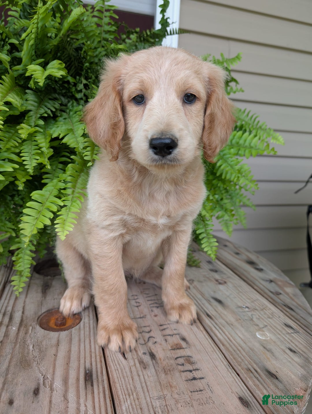 Goldendoodle dogs for sale: Bella - Image 12