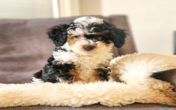 Mini Bernedoodle dogs for sale: Weber - Image 7
