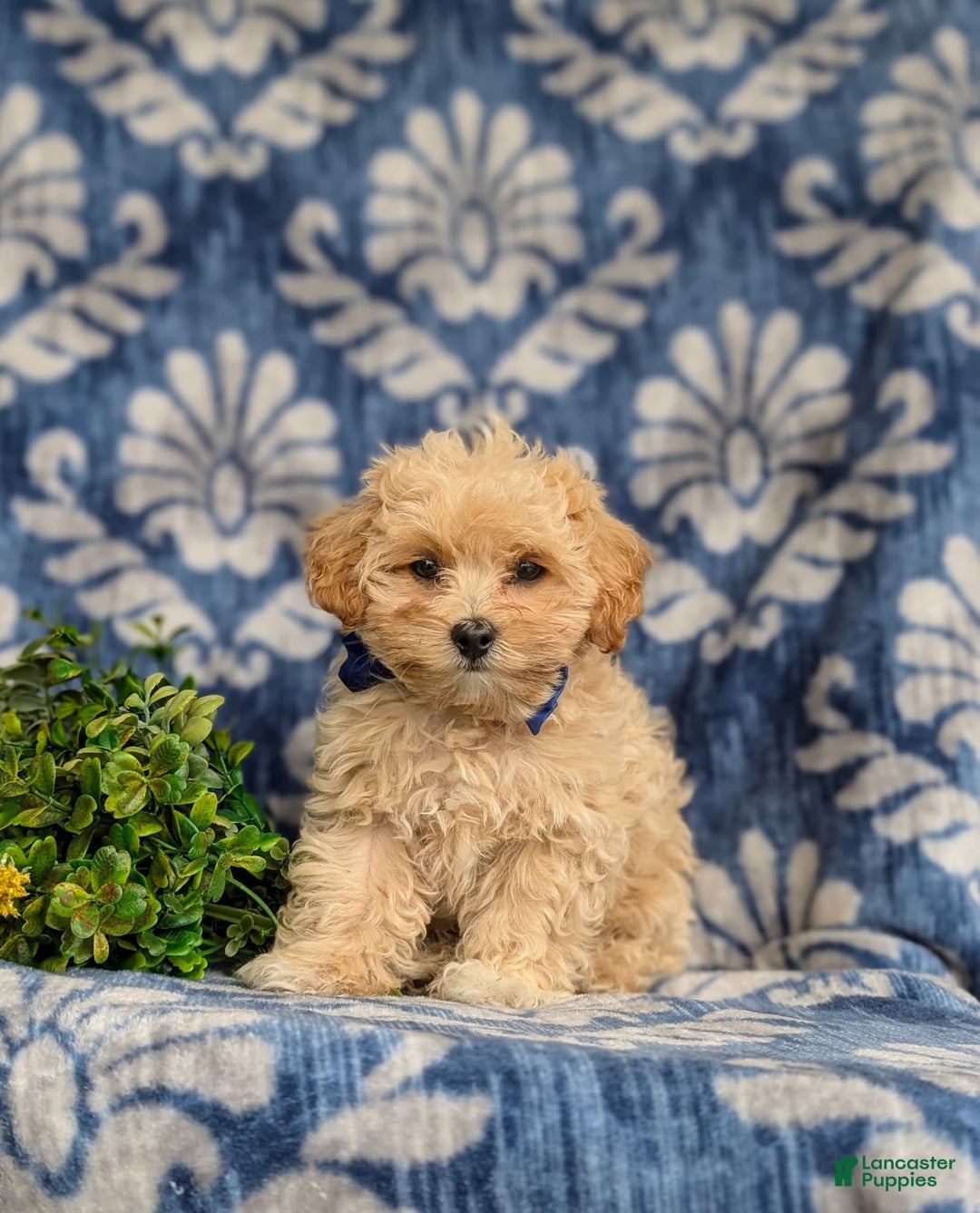 Maltipoo dogs for sale: Eli Toy Size - Image 4