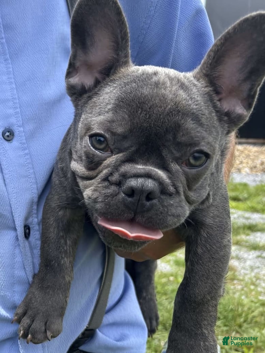 French Bulldog dogs for sale: Marco - Image 7