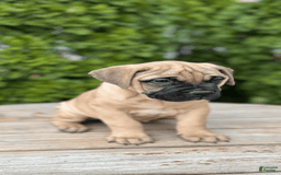 Bullmastiff dogs for sale: Milo - Image 1