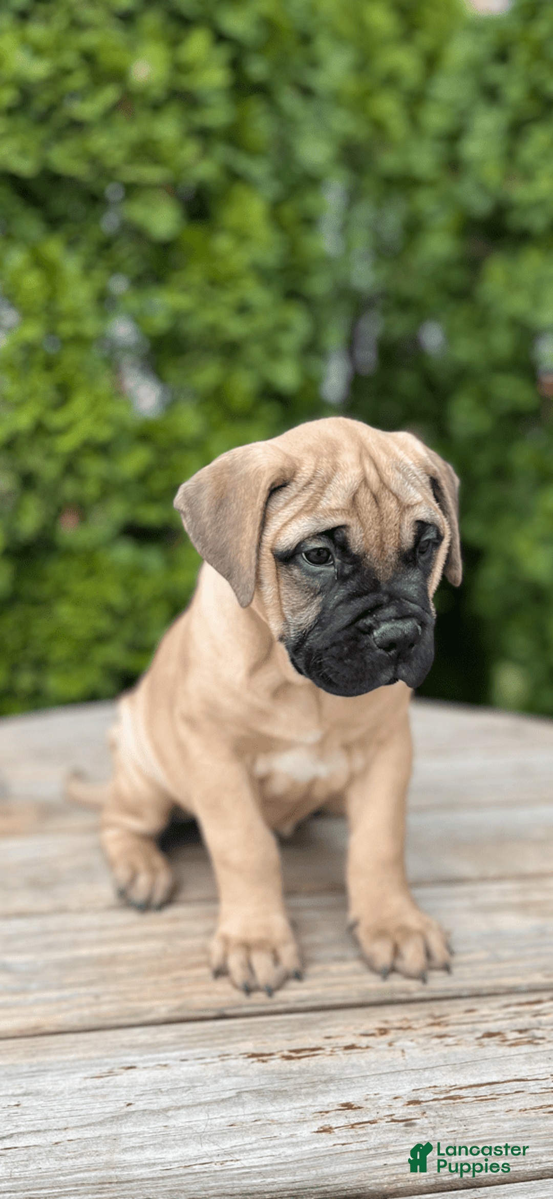 Bullmastiff dogs for sale: Milo - Image 1