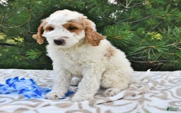 Mini Goldendoodle dogs for sale: Dallas - Image 2