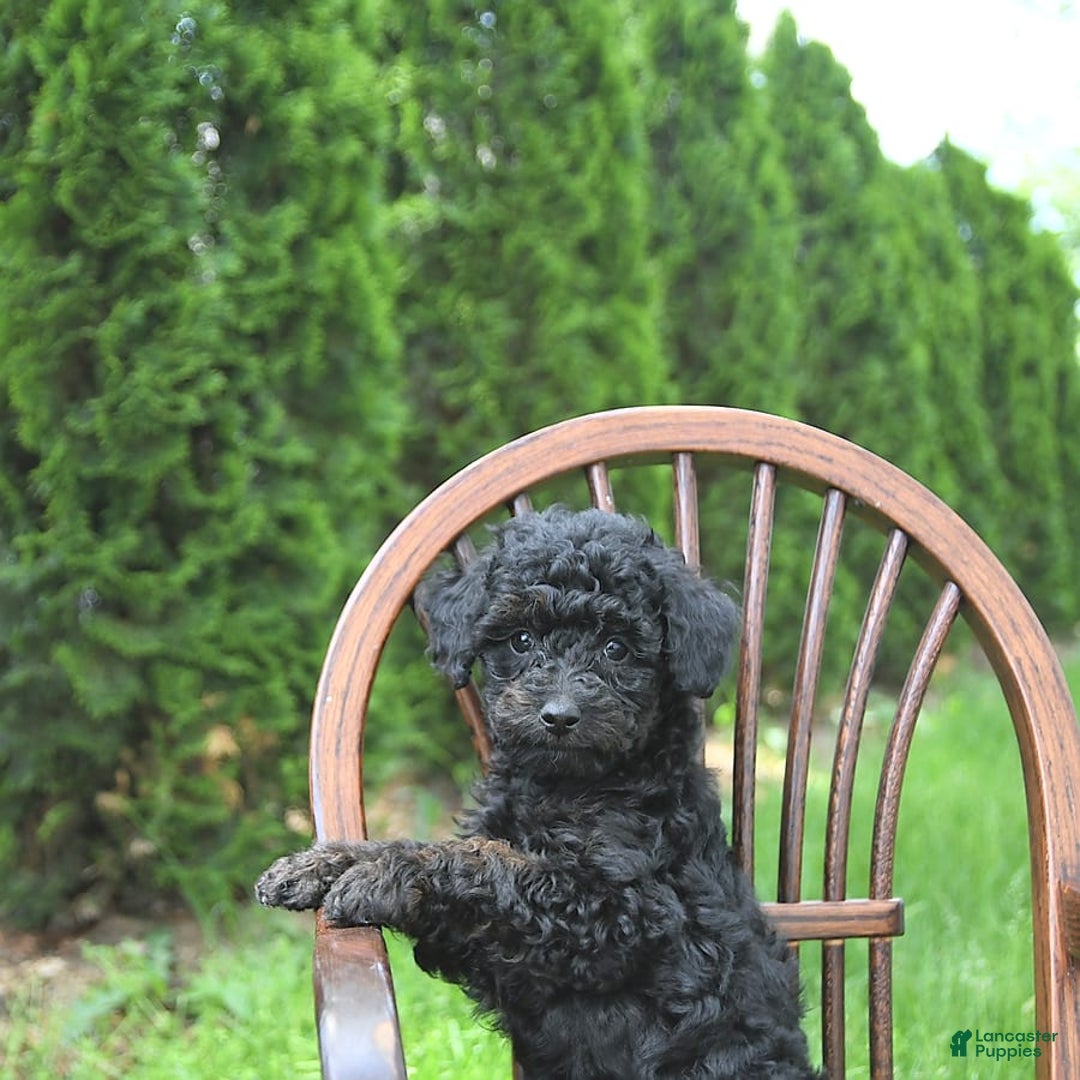 Miniature Poodle dogs for sale: Tia Extra Small - Image 4