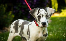 Great Dane dogs for sale: Electra - Image 17
