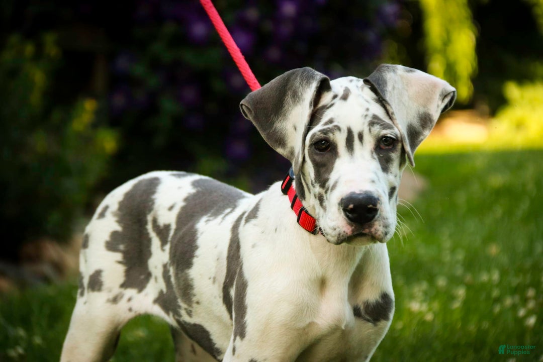 Great Dane dogs for sale: Electra - Image 17