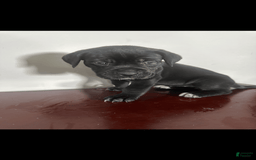 Cane Corso dogs for sale: Khloe - Image 1