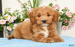 Mini Goldendoodle dogs for sale: Qbert - Image 9