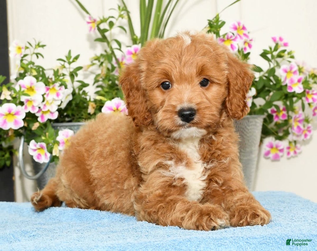 Mini Goldendoodle dogs for sale: Qbert - Image 9