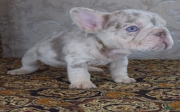 French Bulldog dogs for sale: Xs Rio - Image 1