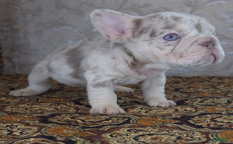 French Bulldog dogs for sale - Ad 3