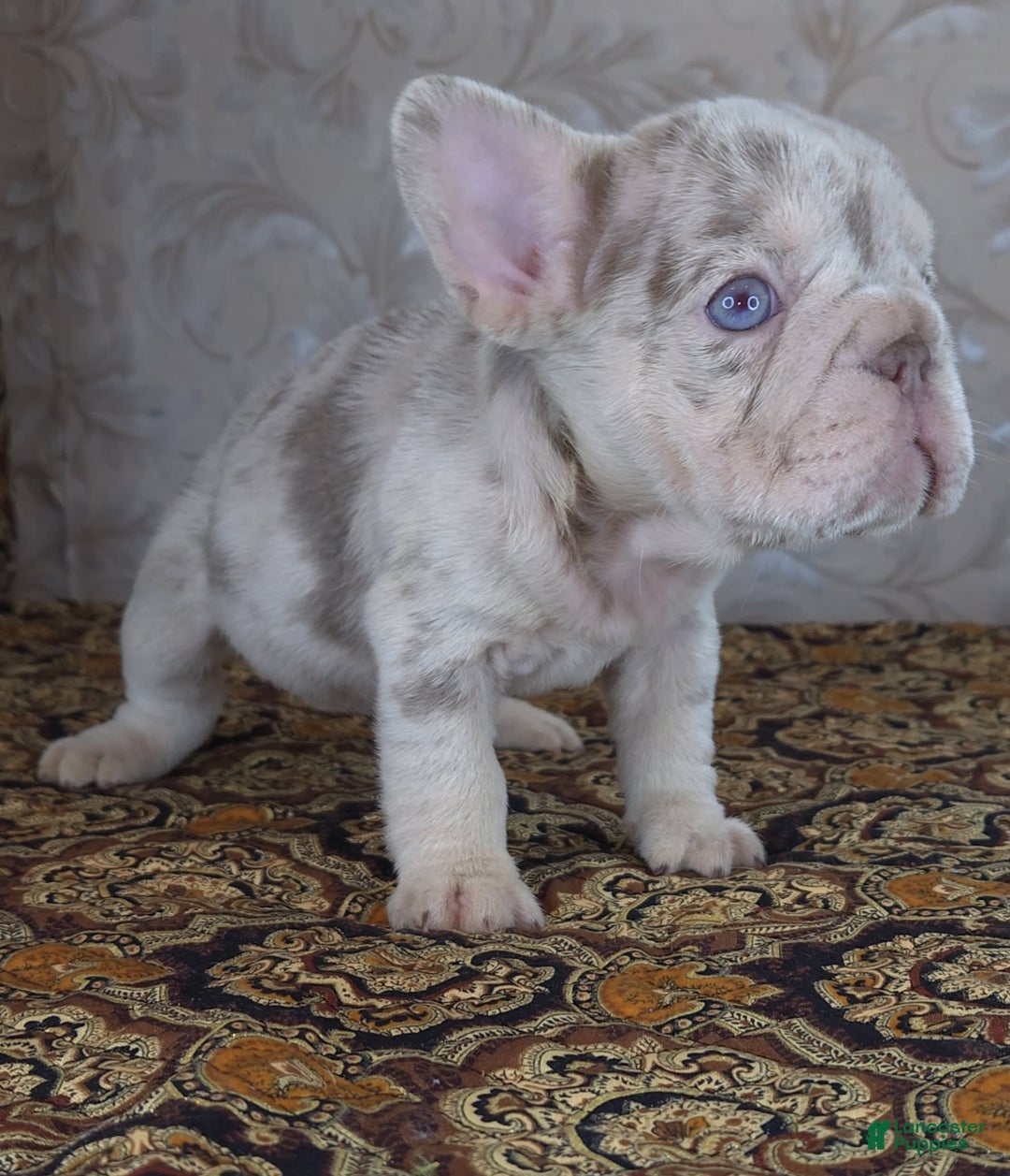 French Bulldog dogs for sale: Xs Rio - Image 1
