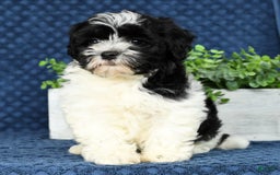 Havapoo dogs for sale: Candace - Image 7