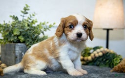Cavalier King Charles Spaniel dogs for sale: Curt - Image 1