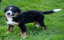 Mini Bernedoodle dogs for sale: Rue - Image 16