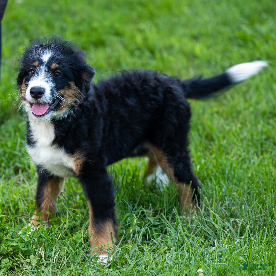 Mini Bernedoodle dogs for sale: Rue - Image 16