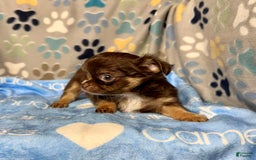 Chihuahua dogs for sale: Theodore Chocolate Lc - Image 17