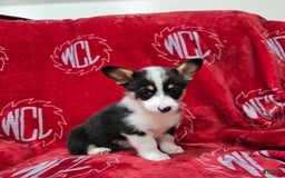 Welsh Corgi Pembroke dogs for sale: Lily - Image 9
