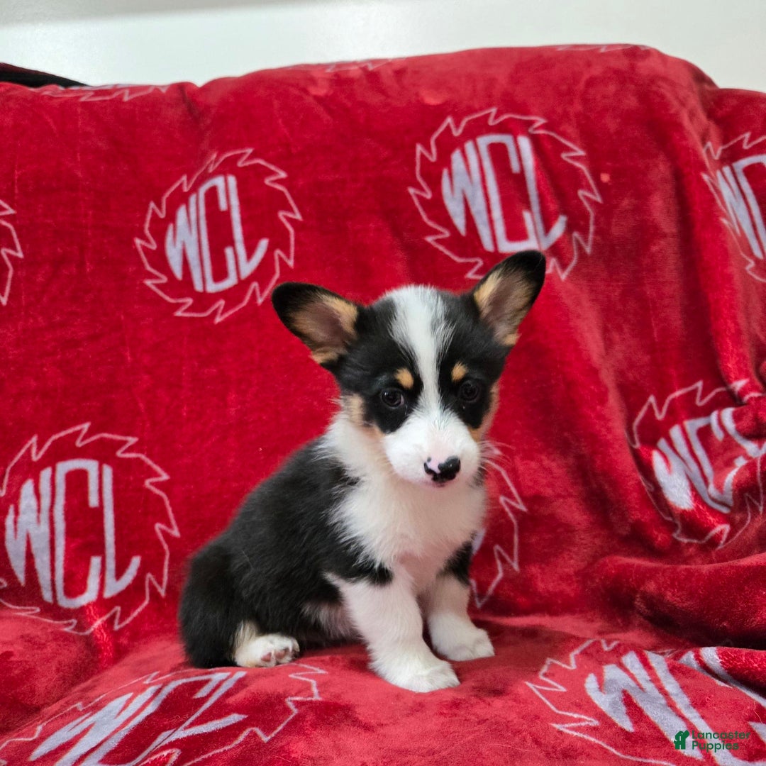 Welsh Corgi Pembroke dogs for sale: Lily - Image 9