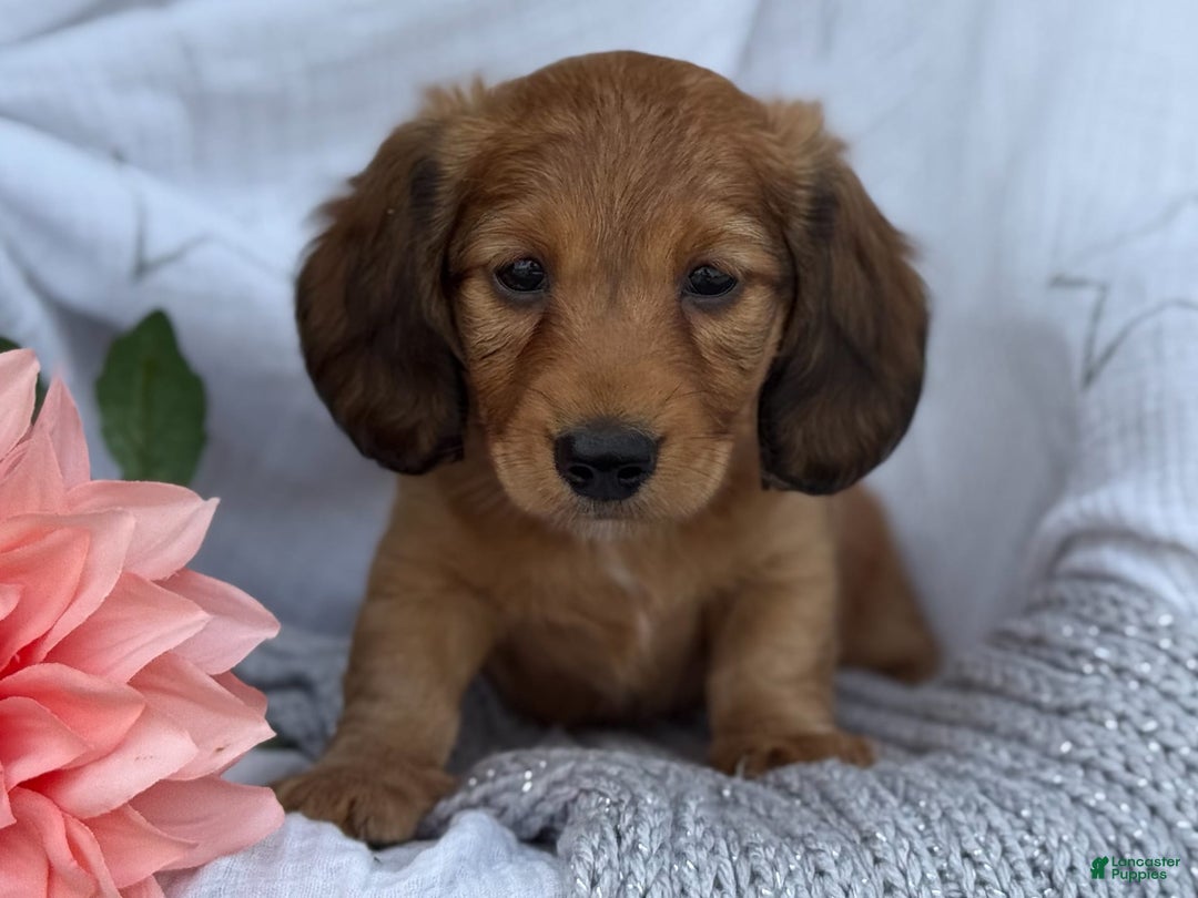 Miniature Dachshund dogs for sale: Buster - Image 9