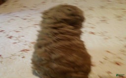 Goldendoodle dogs for sale: Mickey - Image 5