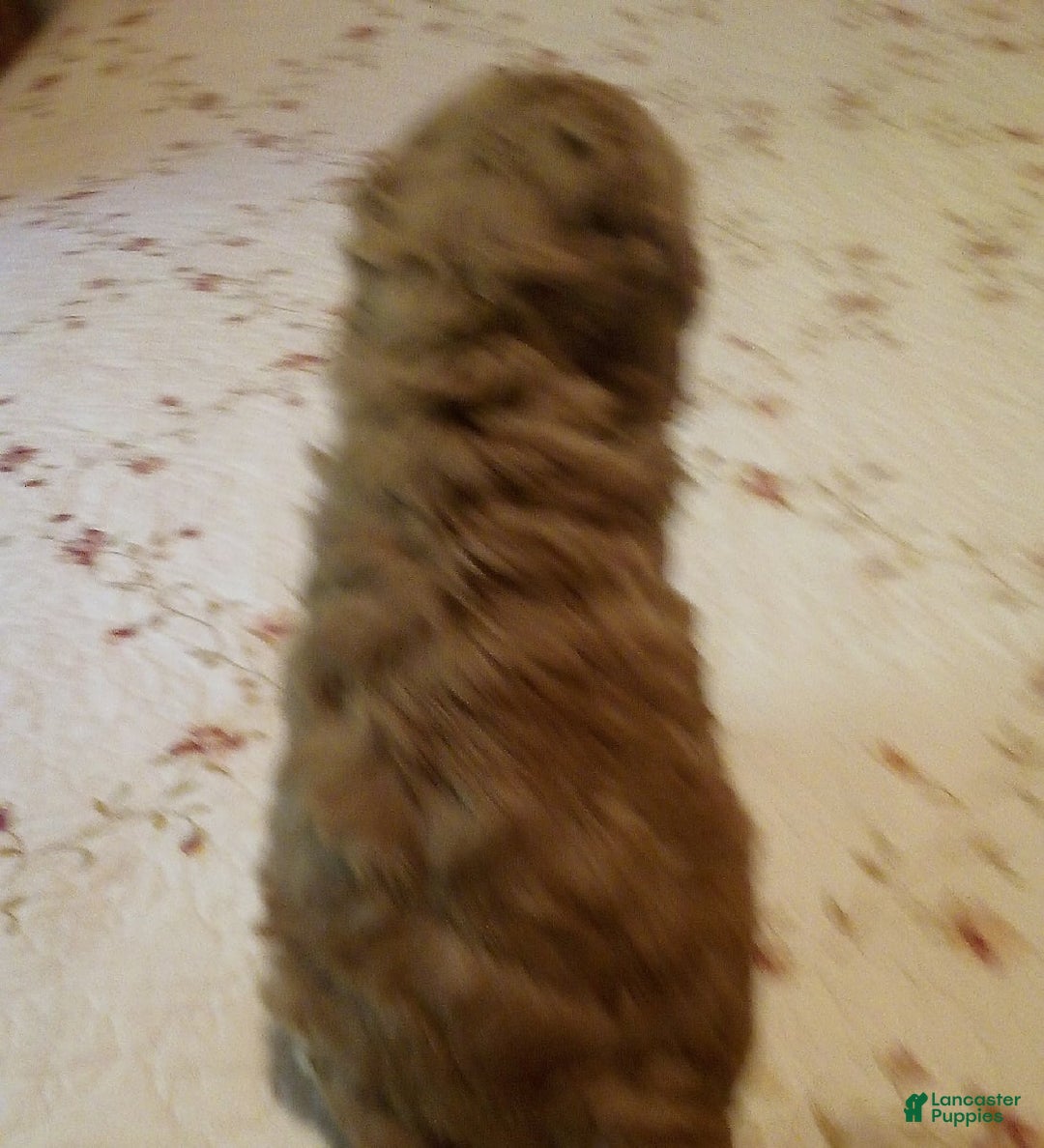 Goldendoodle dogs for sale: Mickey - Image 5
