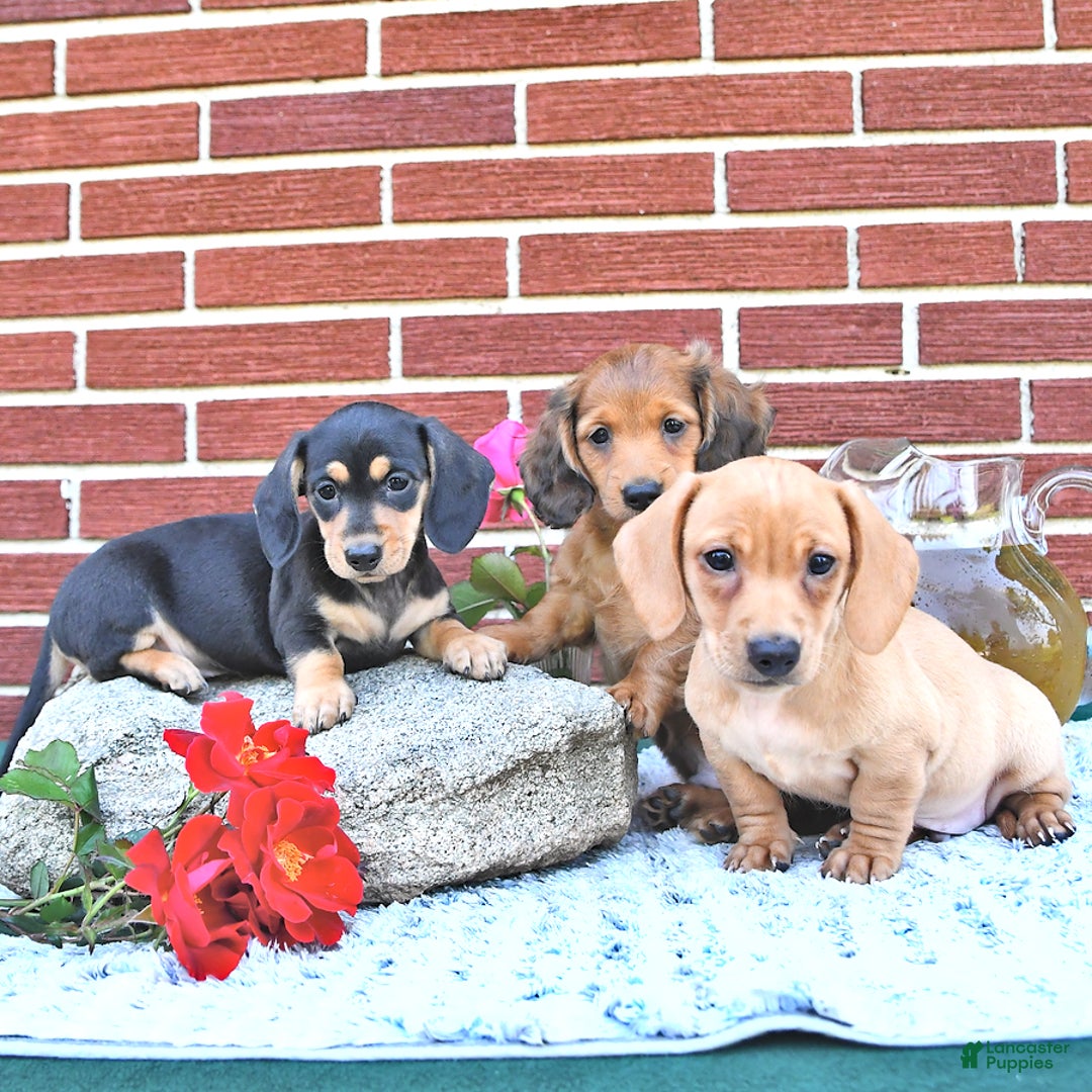 Miniature Dachshund dogs for sale: Twinkle - Image 16