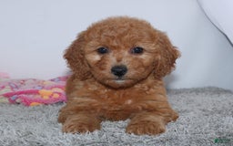 Mini Goldendoodle dogs for sale: Addy - Image 2