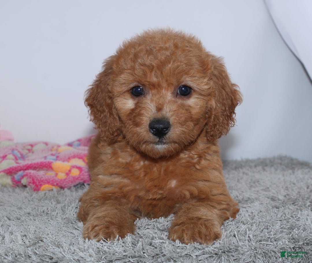 Mini Goldendoodle dogs for sale: Addy - Image 2