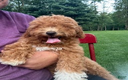 Cavapoo dogs for sale: Cooper - Image 9