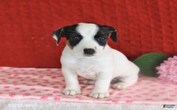 Jack Russell Terrier dogs for sale: Ruby - Image 2