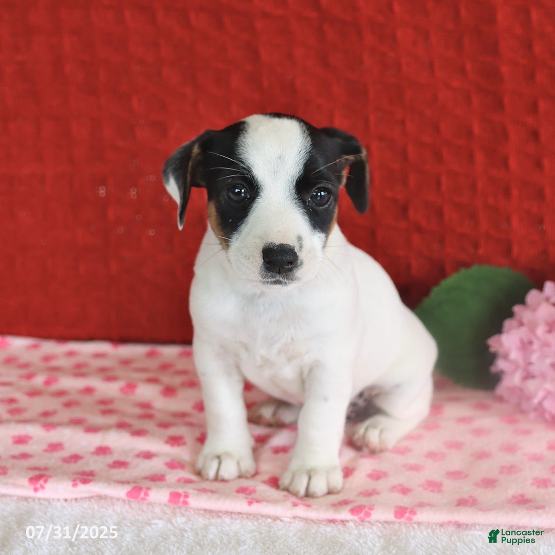 Jack Russell Terrier dogs for sale: Ruby - Image 2