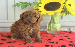 Mini Goldendoodle dogs for sale: Ursa - Image 8