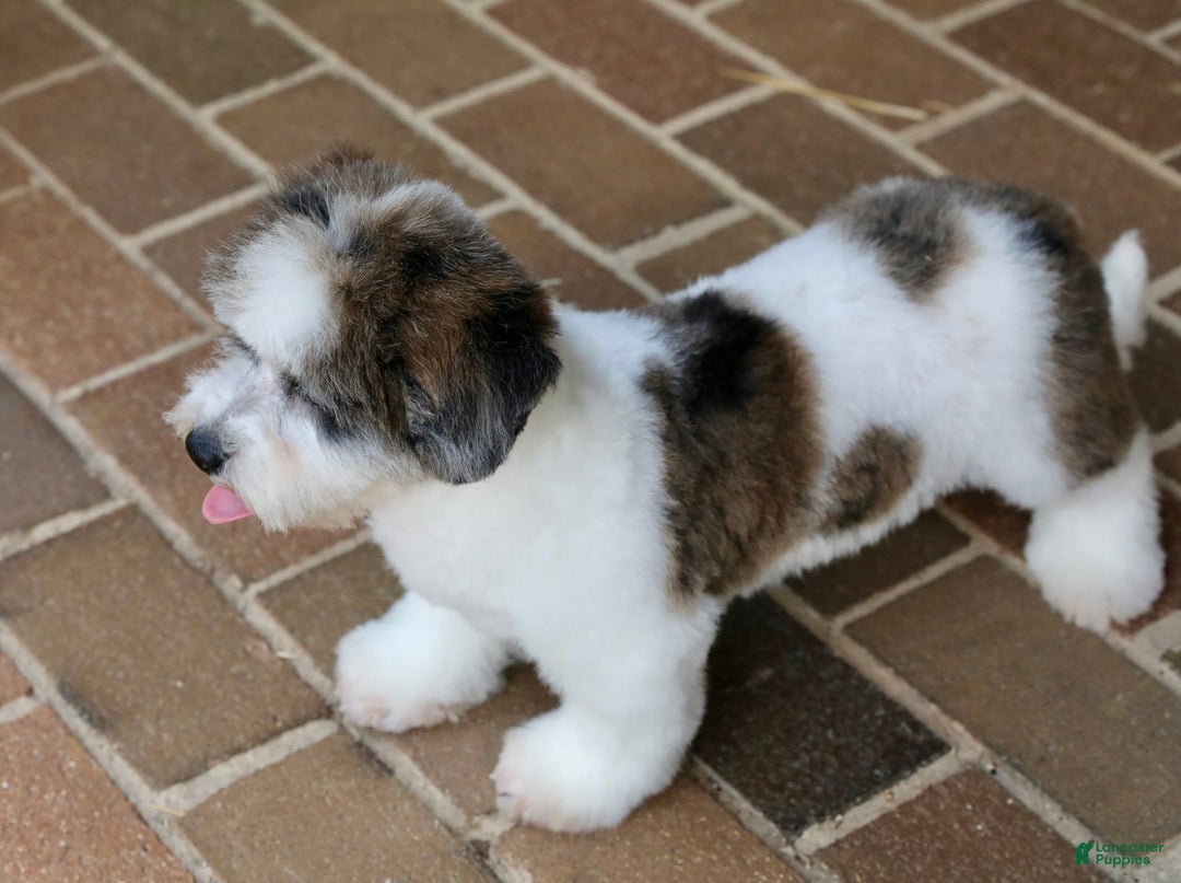 Shihpoo dogs for sale: Leo - Image 16