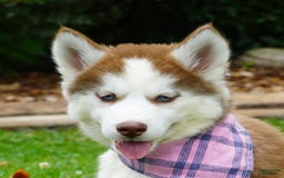 Siberian Husky dogs for sale: River - Image 4