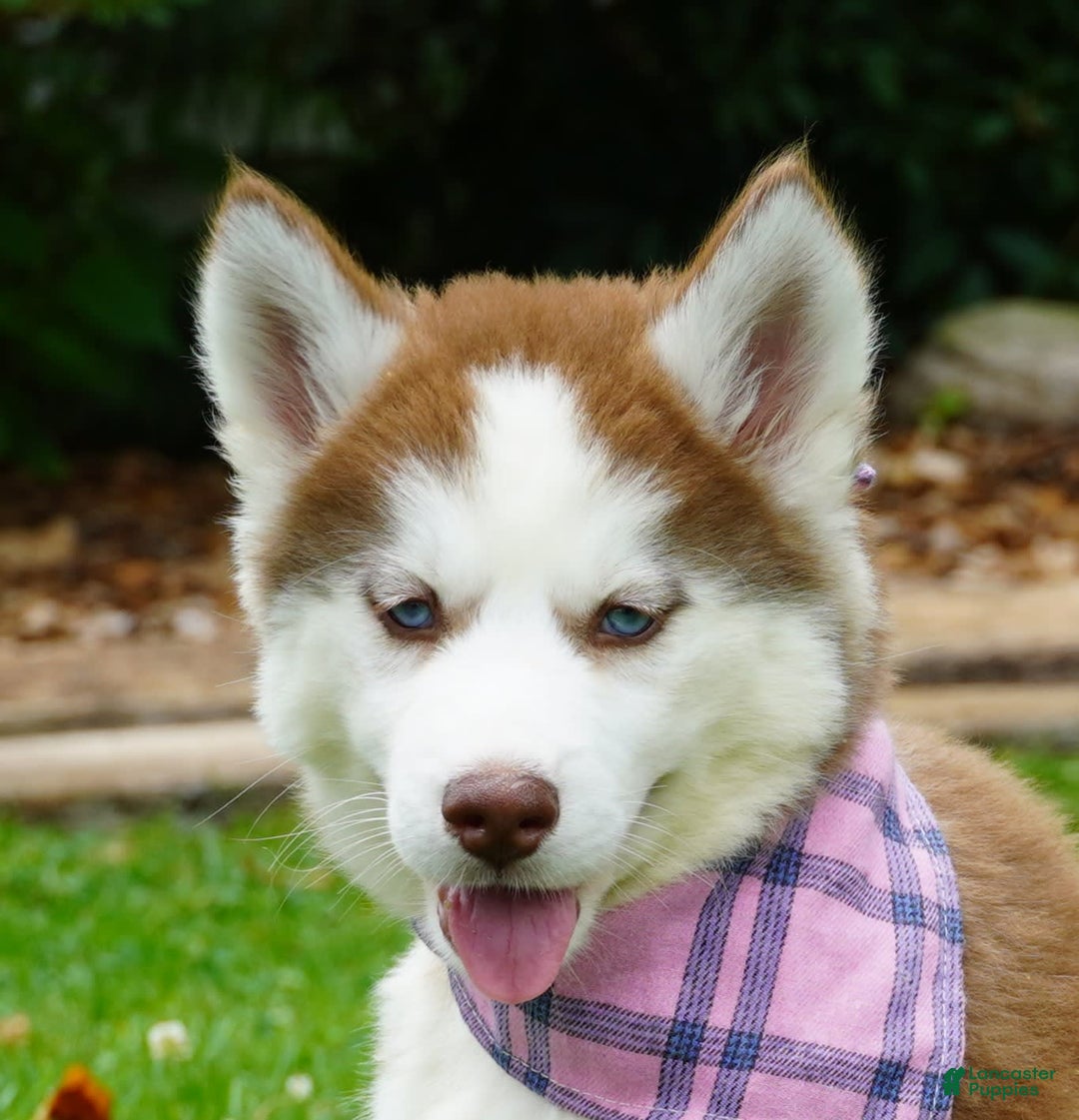 Siberian Husky dogs for sale: River - Image 4
