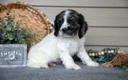 Cocker Spaniel dogs for sale: Jimbo - Image 6