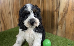 Cavapoo dogs for sale: Missy Boy 2 - Image 11